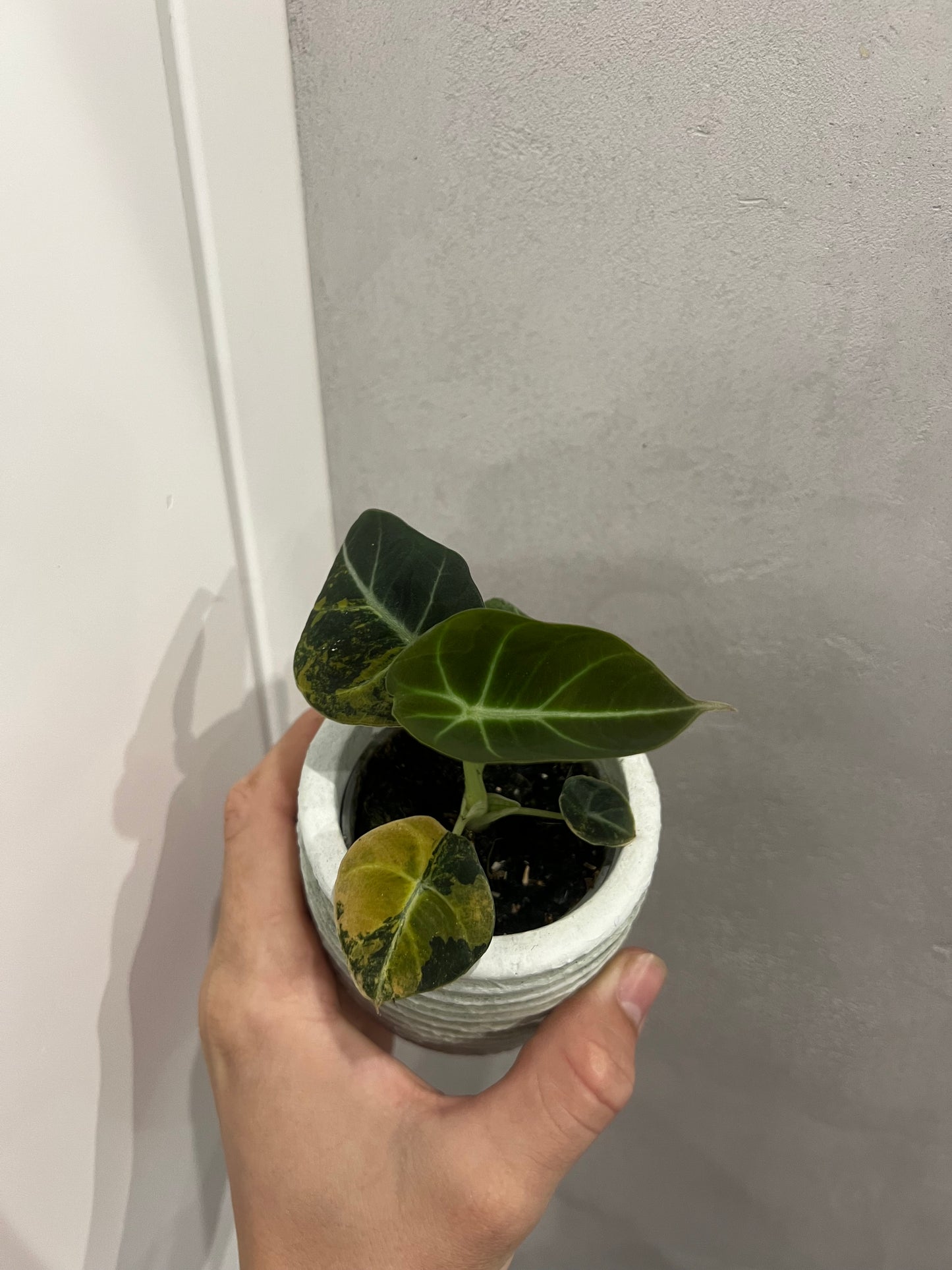 Alocasia black velvet gold