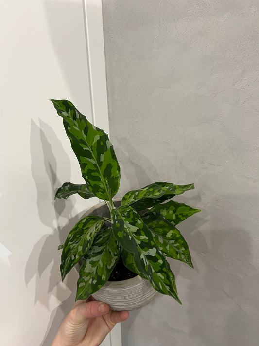 Aglaonema Pictum Tricolor