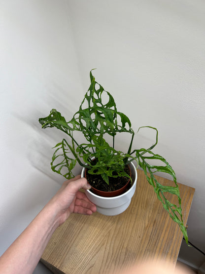 Monstera obliqua