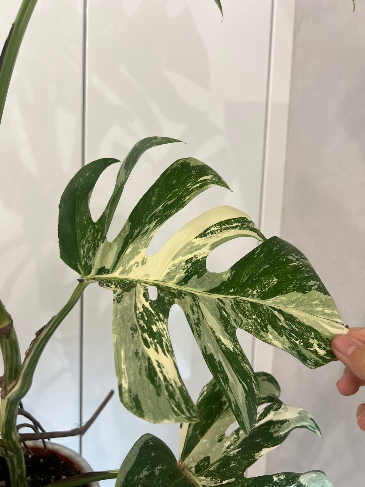 Monstera albo variegated