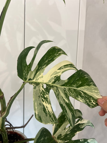 Monstera albo variegated