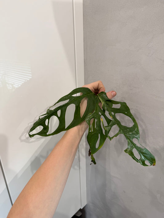 Náhodný řízek -monstera indonesia marble