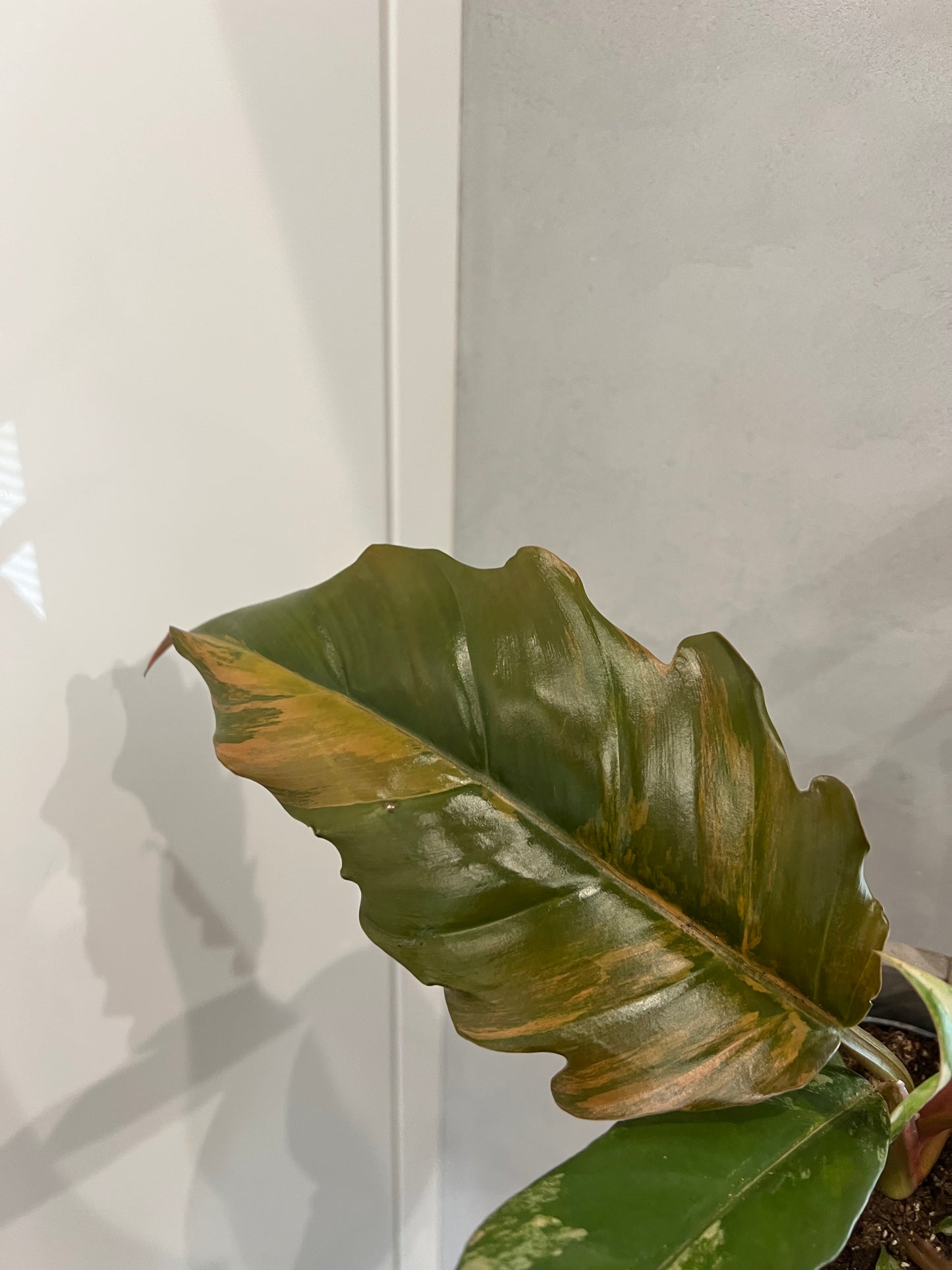 Philodendron caramel marble