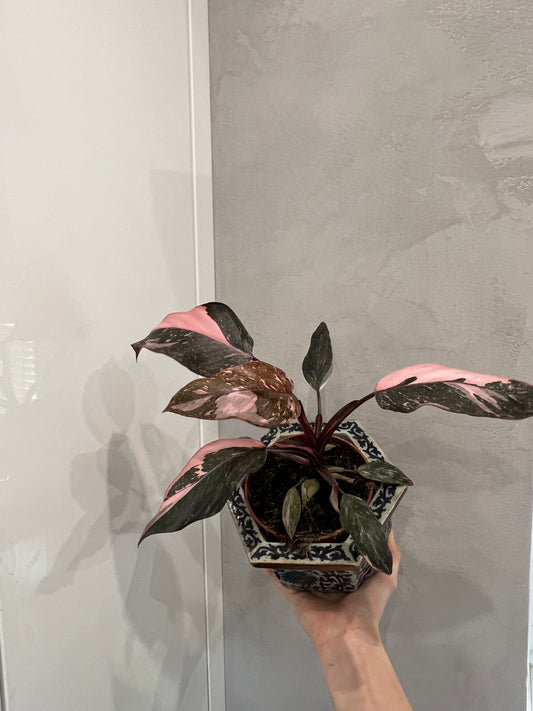 Philodendron pink princess marble