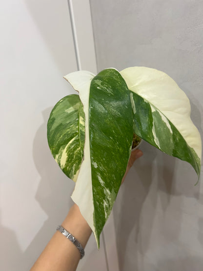 Epipremnum pinnatum albo