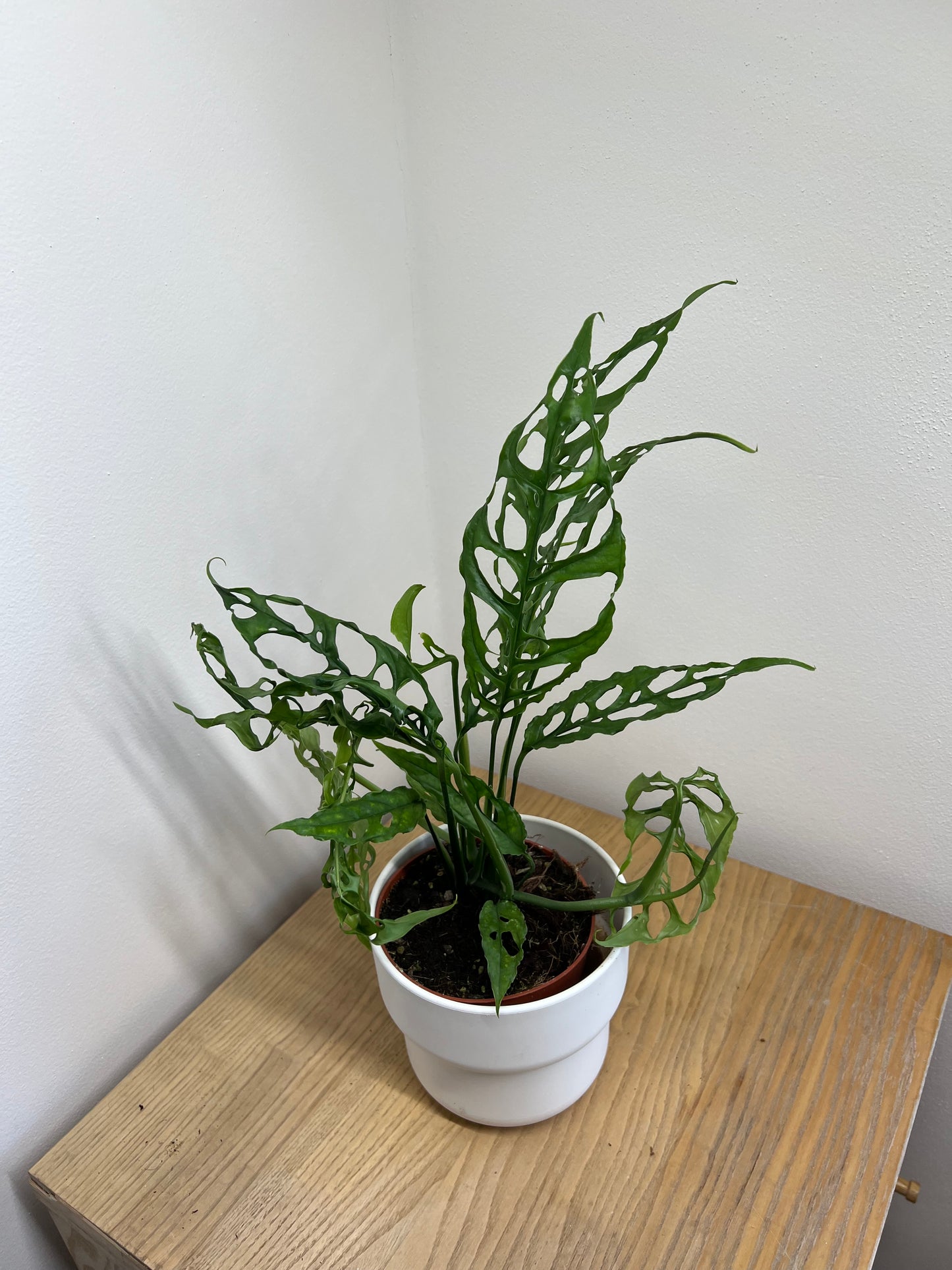Monstera obliqua