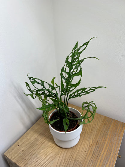 Monstera obliqua