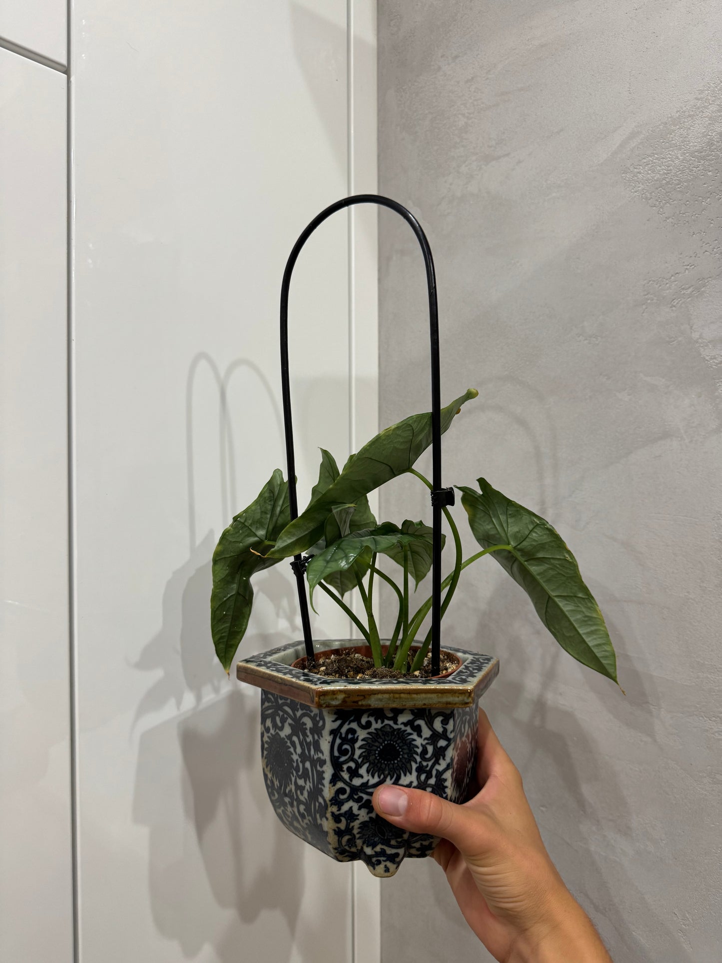 Alocasia heterophylla
