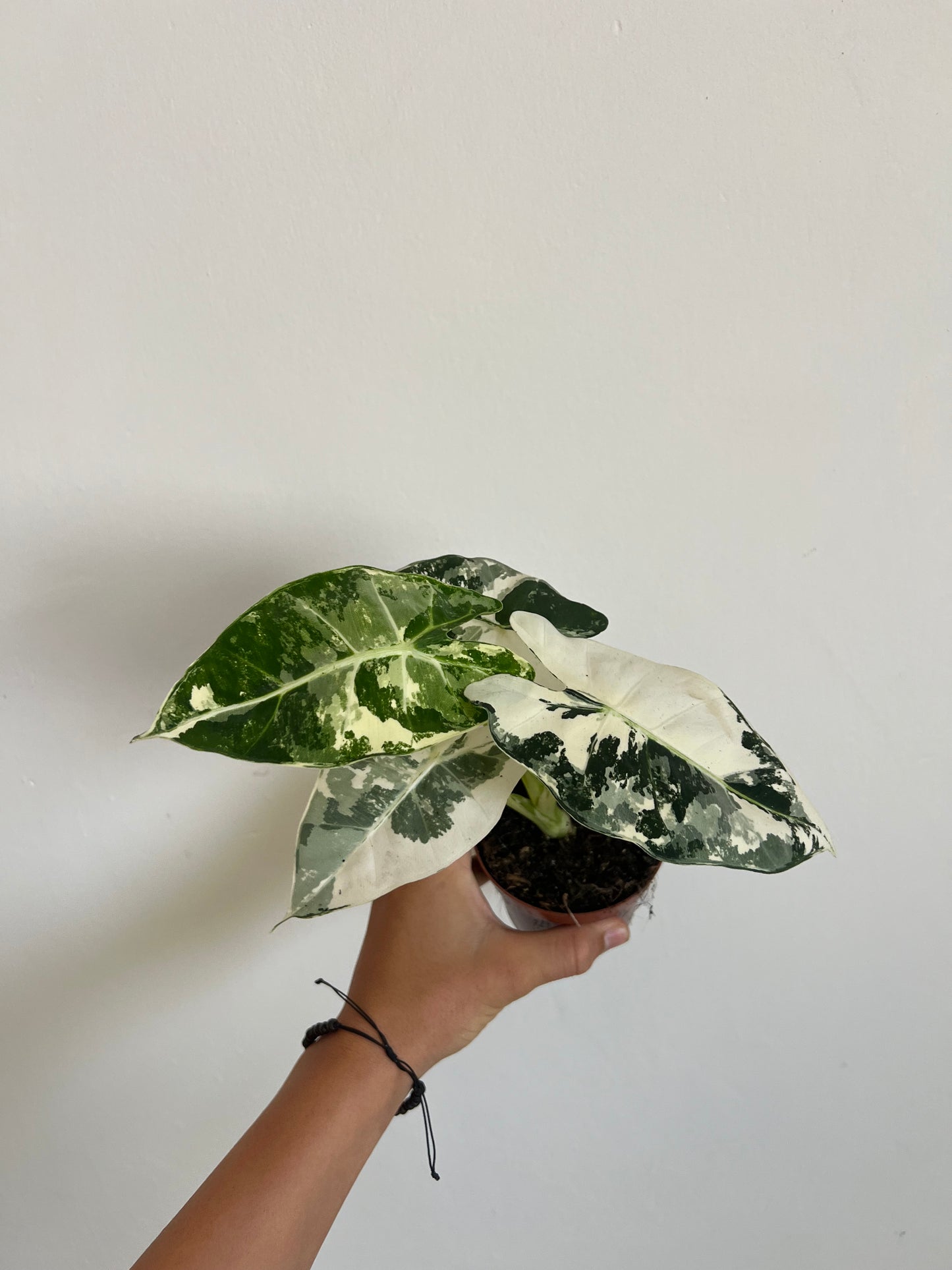 Alocasia frydek variegated