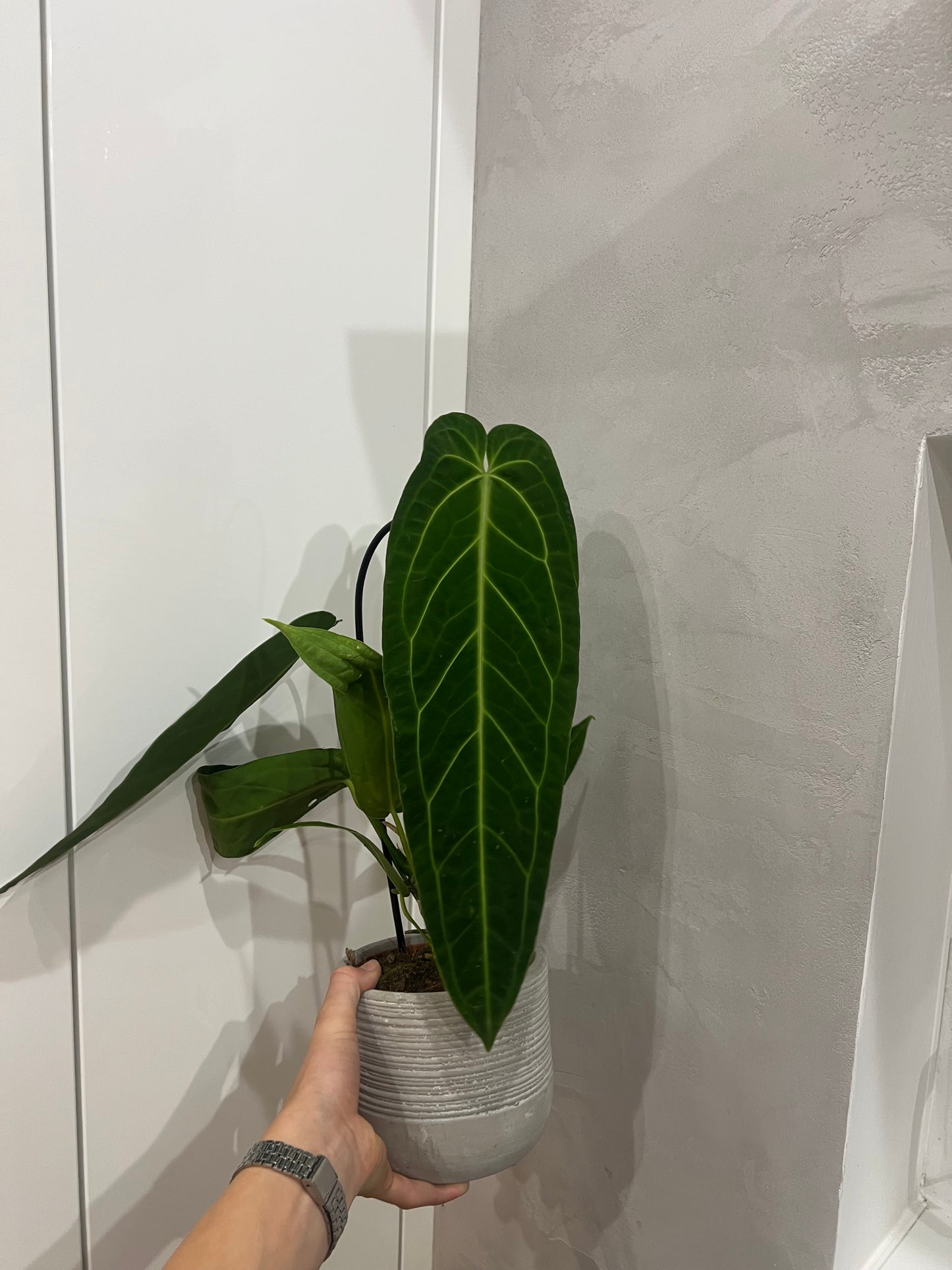Anthurium warocqueanum