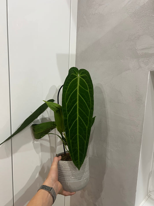 Anthurium warocqueanum