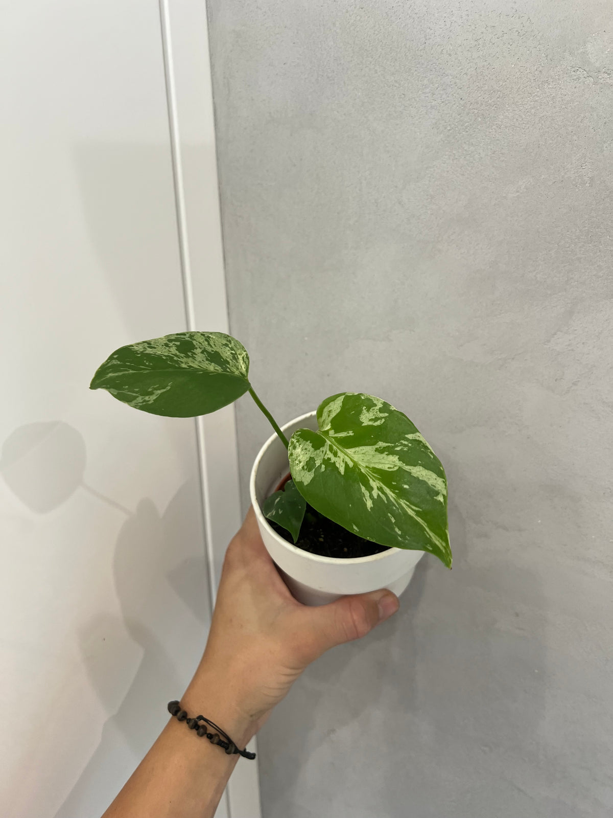 Monstera Bulbasaur