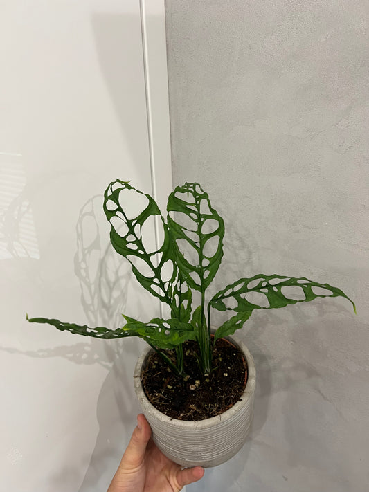 Monstera obliqua