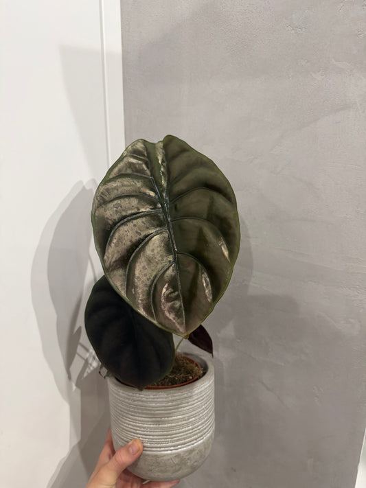 Alocasia Cuprea