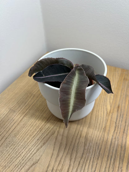 Labisia Pumila