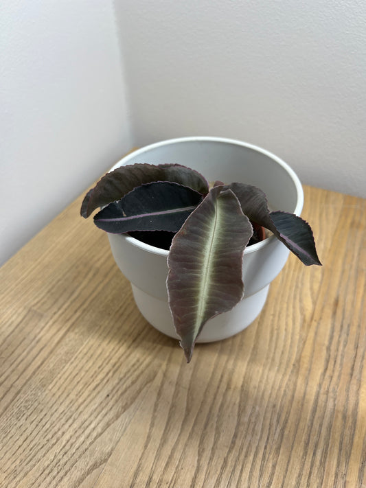 Labisia Pumila