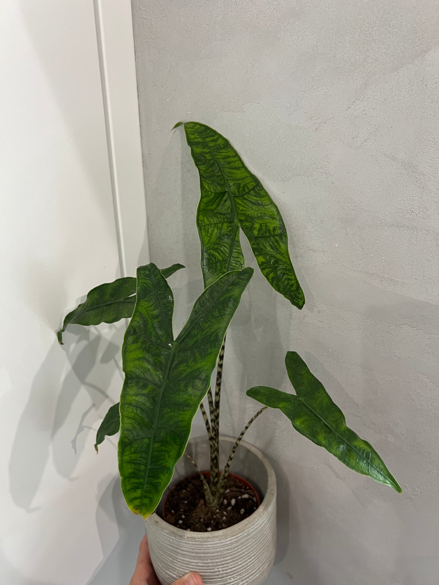 Alocasia reticulata
