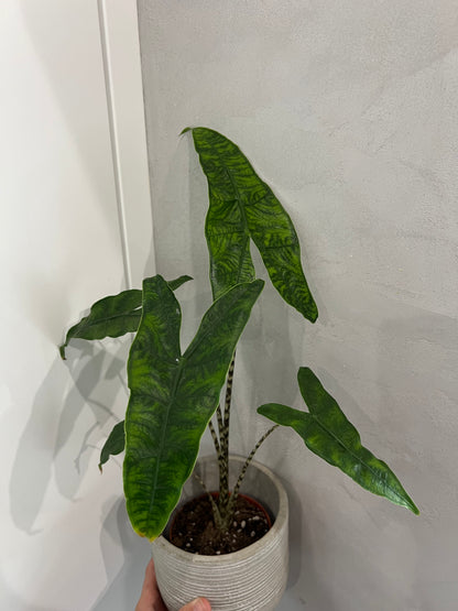 Alocasia reticulata