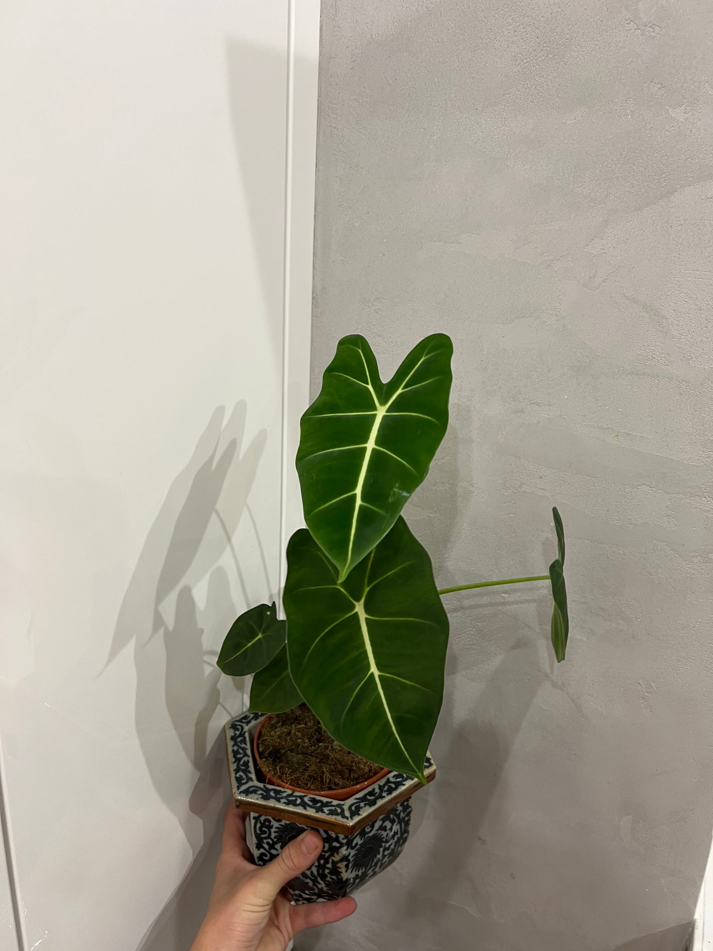Alocasia frydek