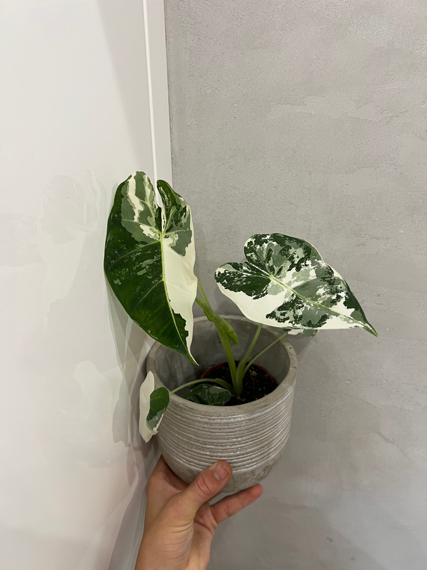 Alocasia frydek variegated