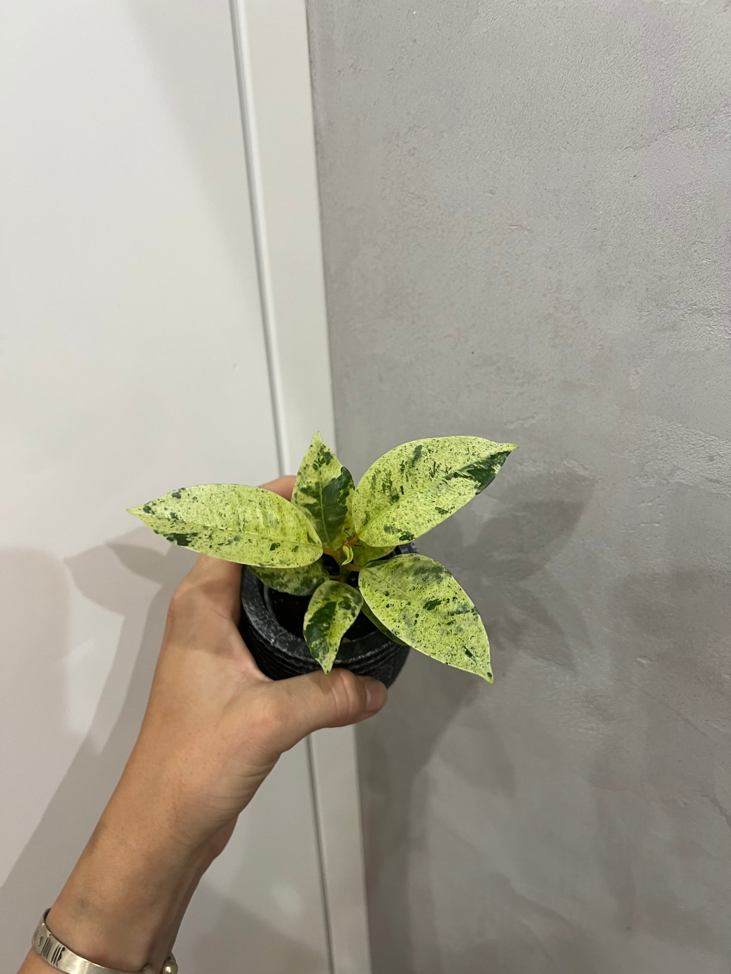 Ficus elastica ‘Shivereana’