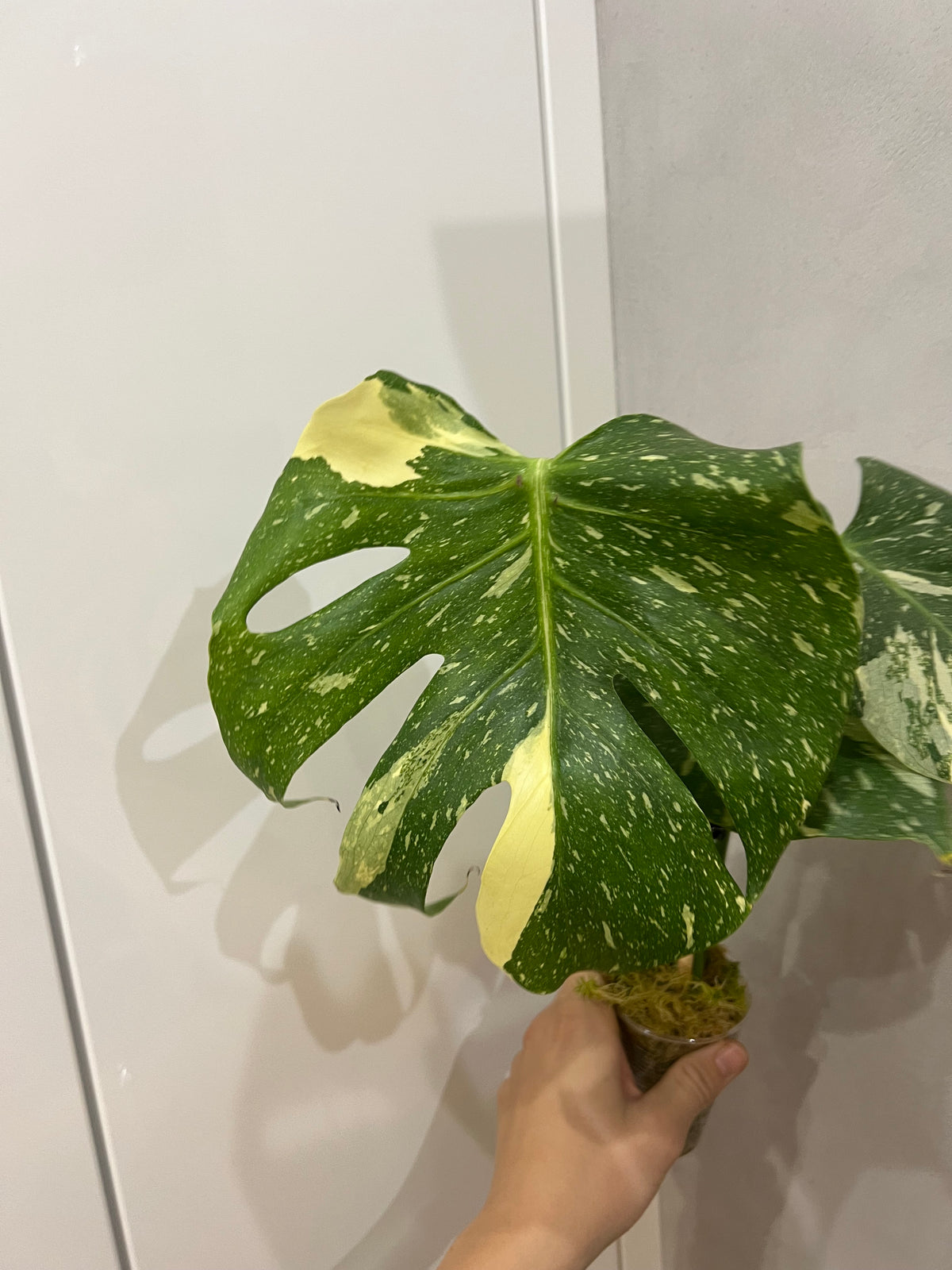 Monstera thai