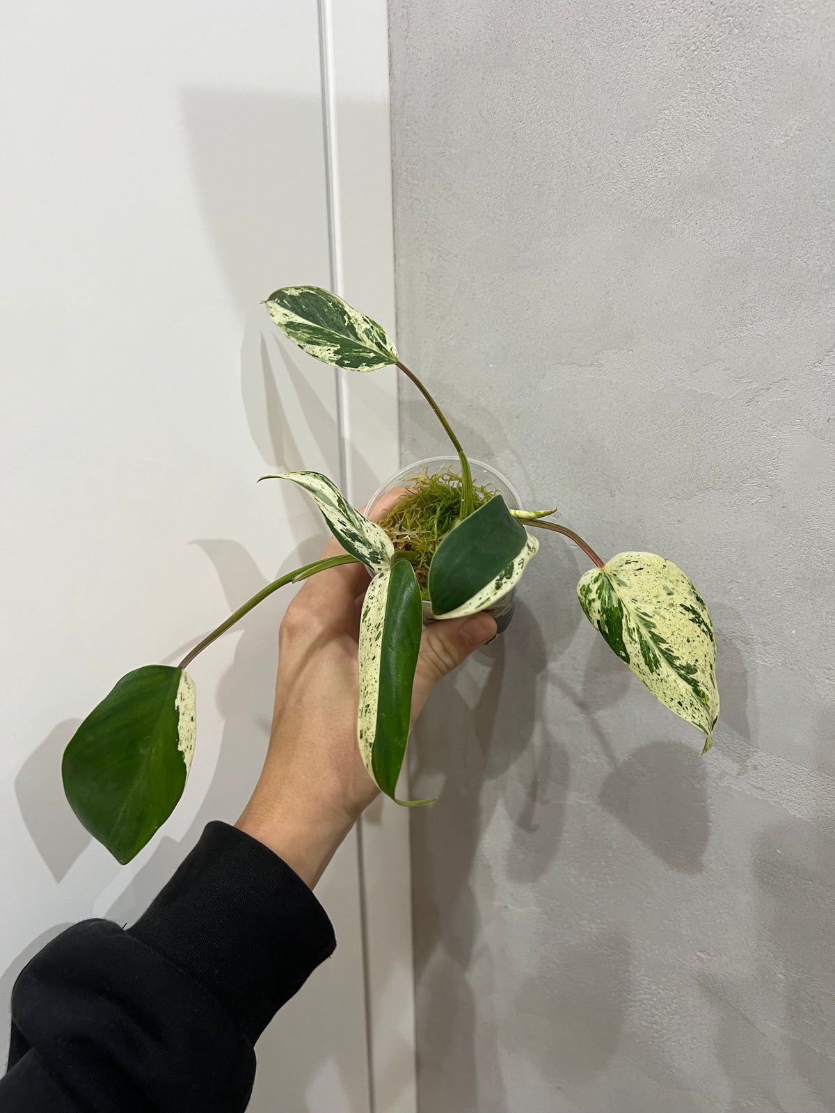 Philodendron Emerald Queen