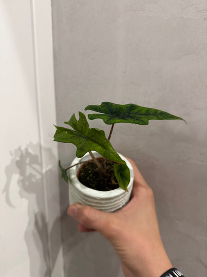 Alocasia jacklyn