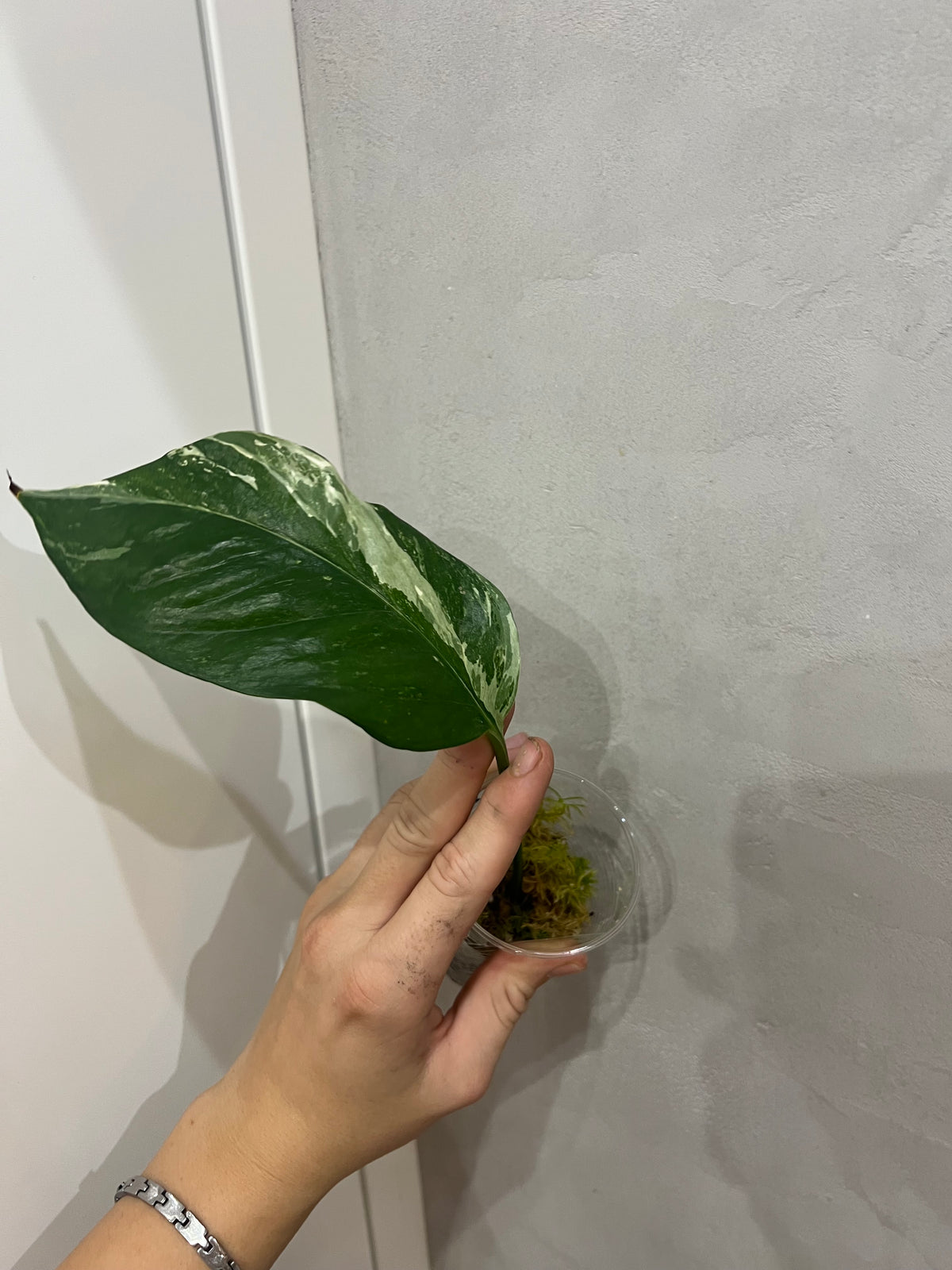 Epipremnum pinnatum albo