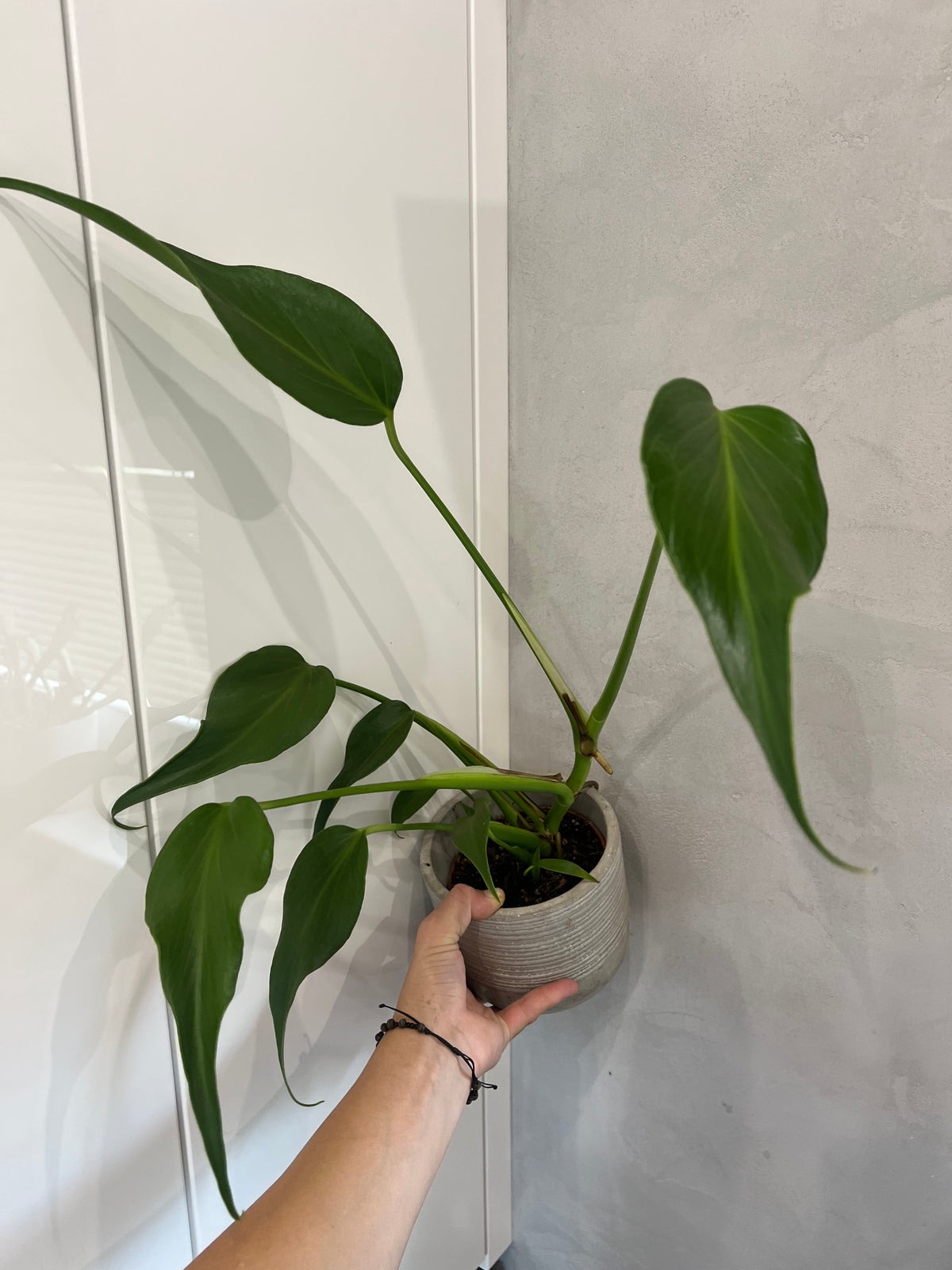 Monstera burle marx flame