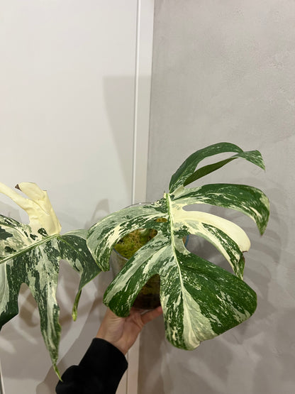 Monstera albo