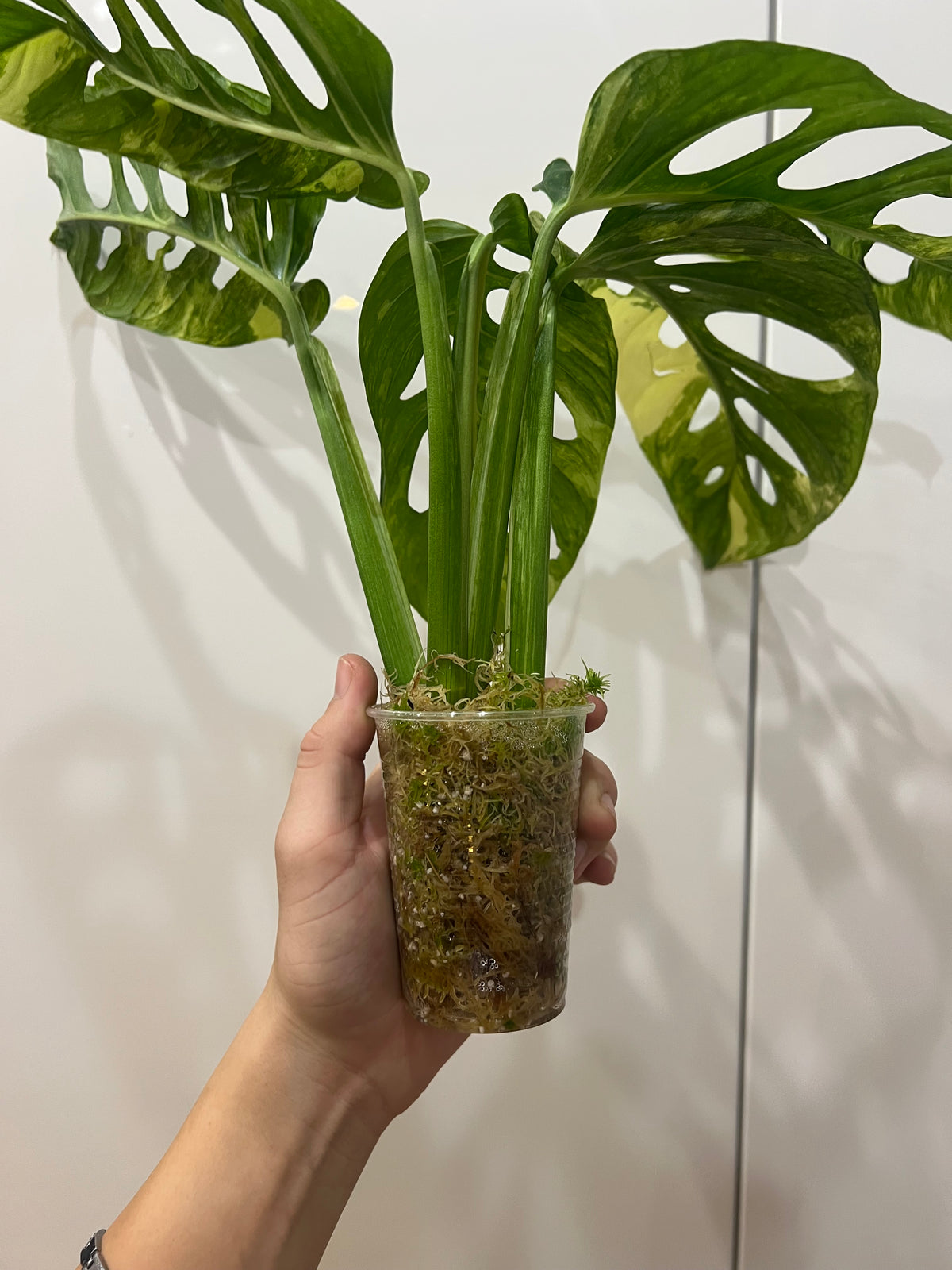 Monstera Obliqua Mayuna variegated