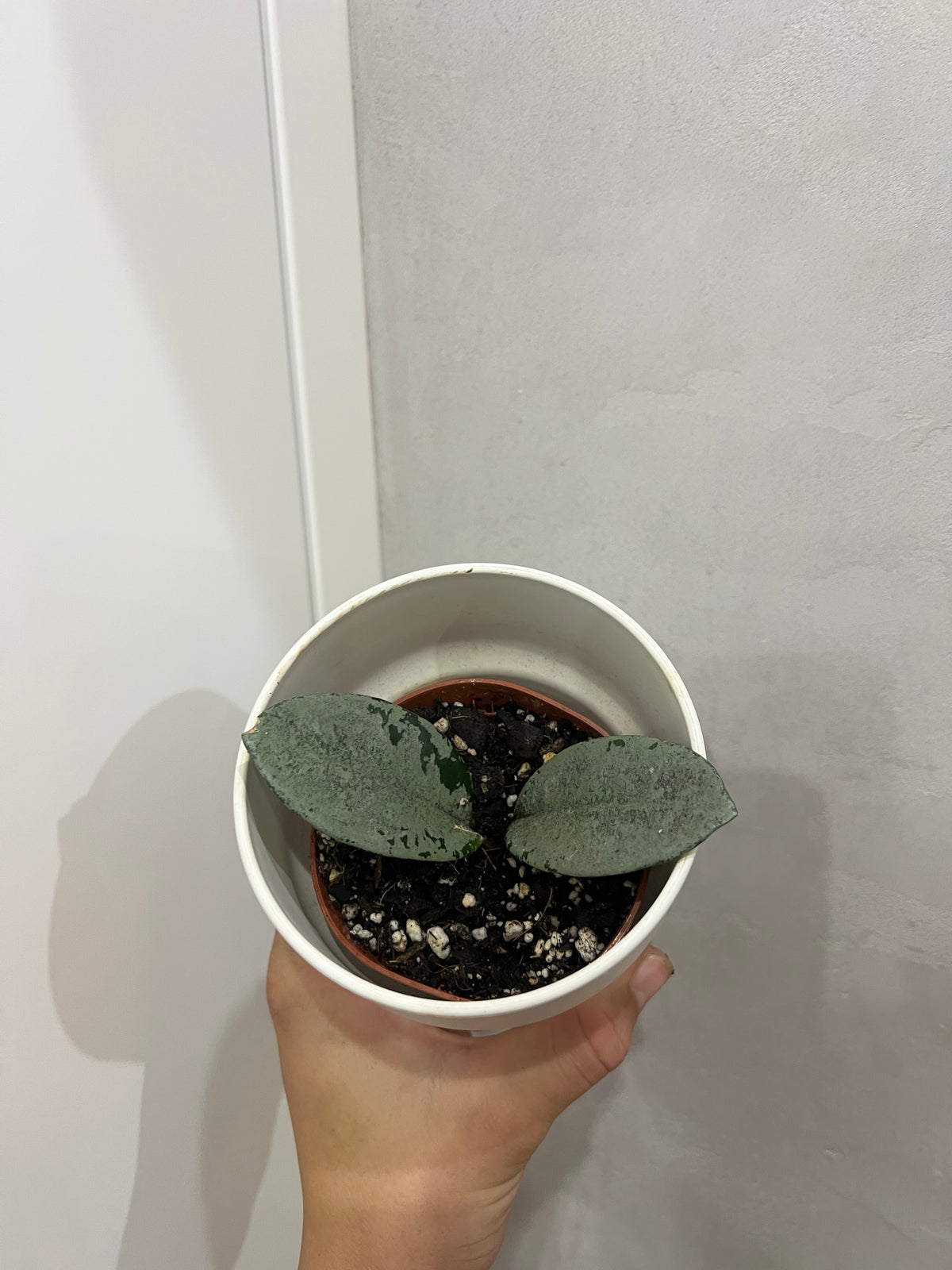 Hoya Grey Ghost