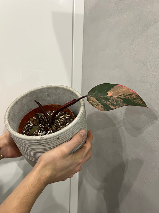 philodendron strawberry shake