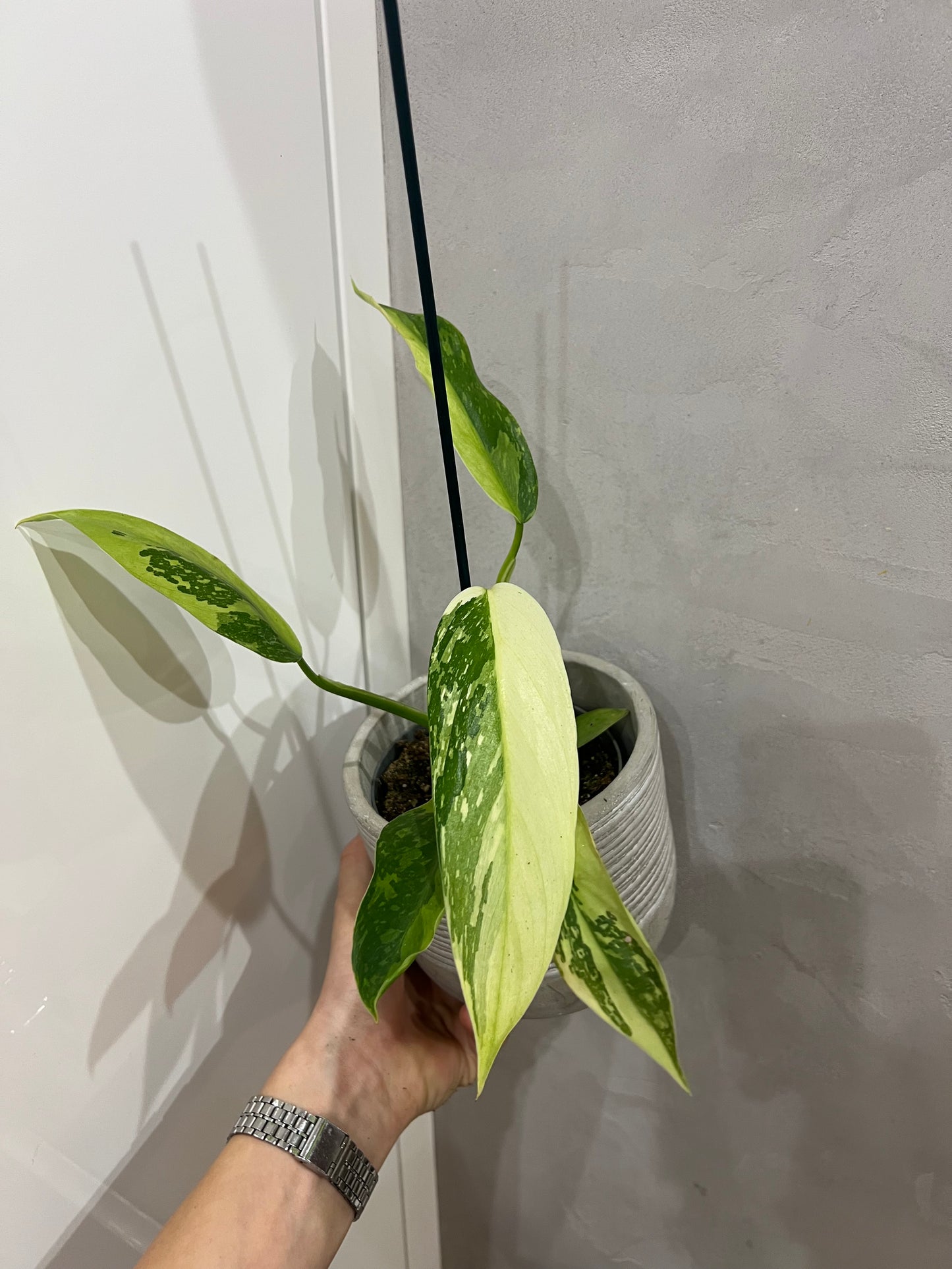 Philodendron jose bueno