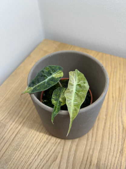 alocasia polly yellow variegata