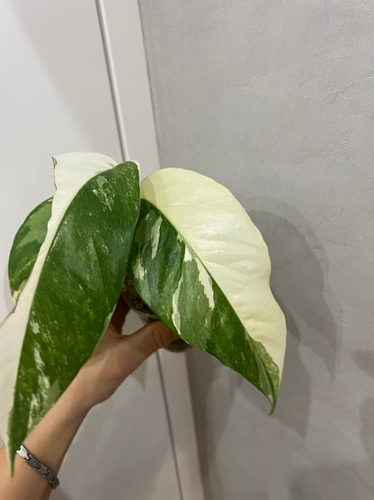Epipremnum pinnatum albo