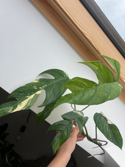 Epipremnum pinnatum albo variegated