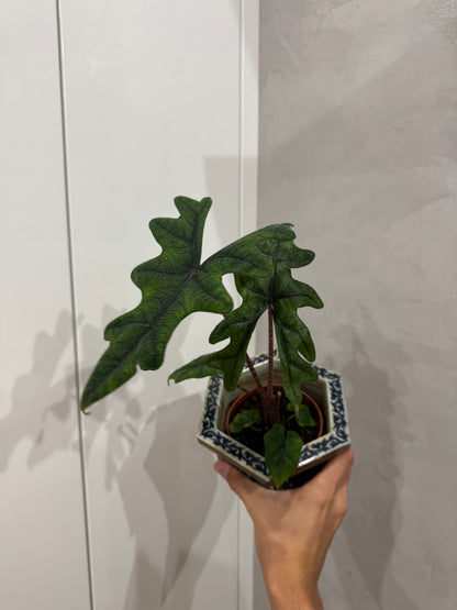 Alocasia jacklyn