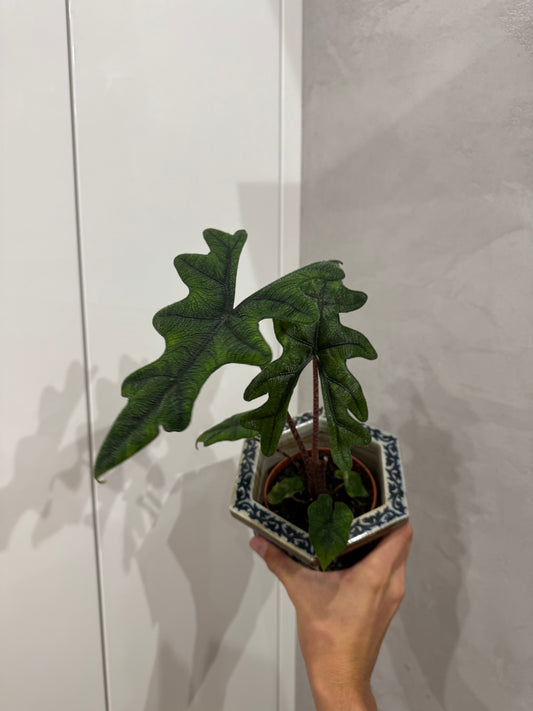 Alocasia jacklyn