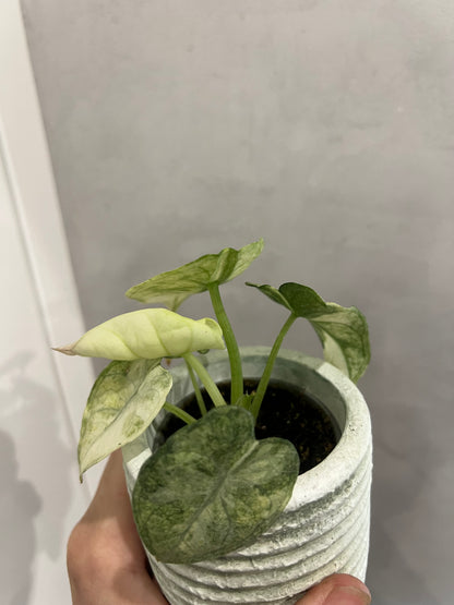 Alocasia ninja mint variegated
