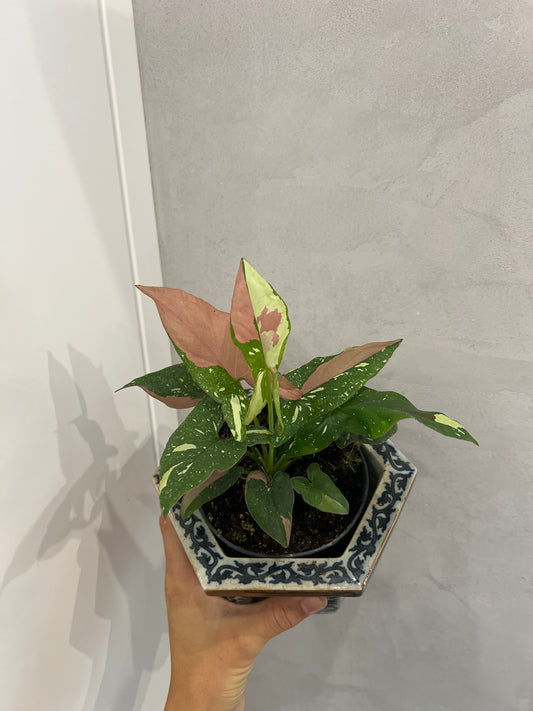 Syngonium Red spot tricolor