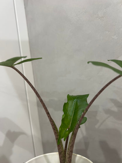 Alocasia Boa