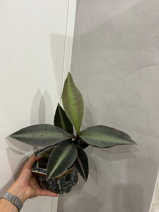 Labisia pumila
