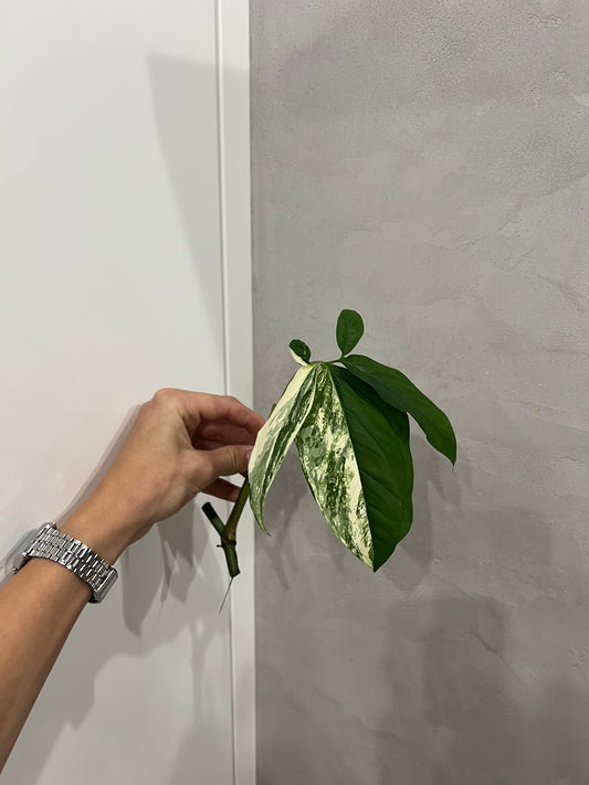 Syngonium albo