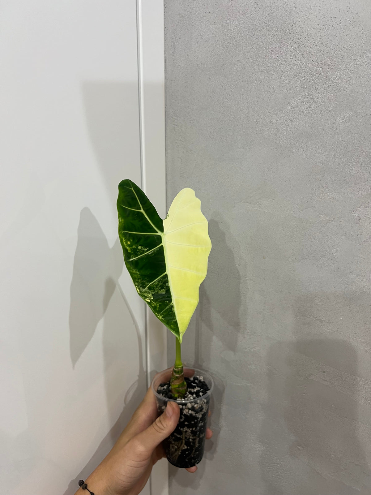 Alocasia frydek variegated
