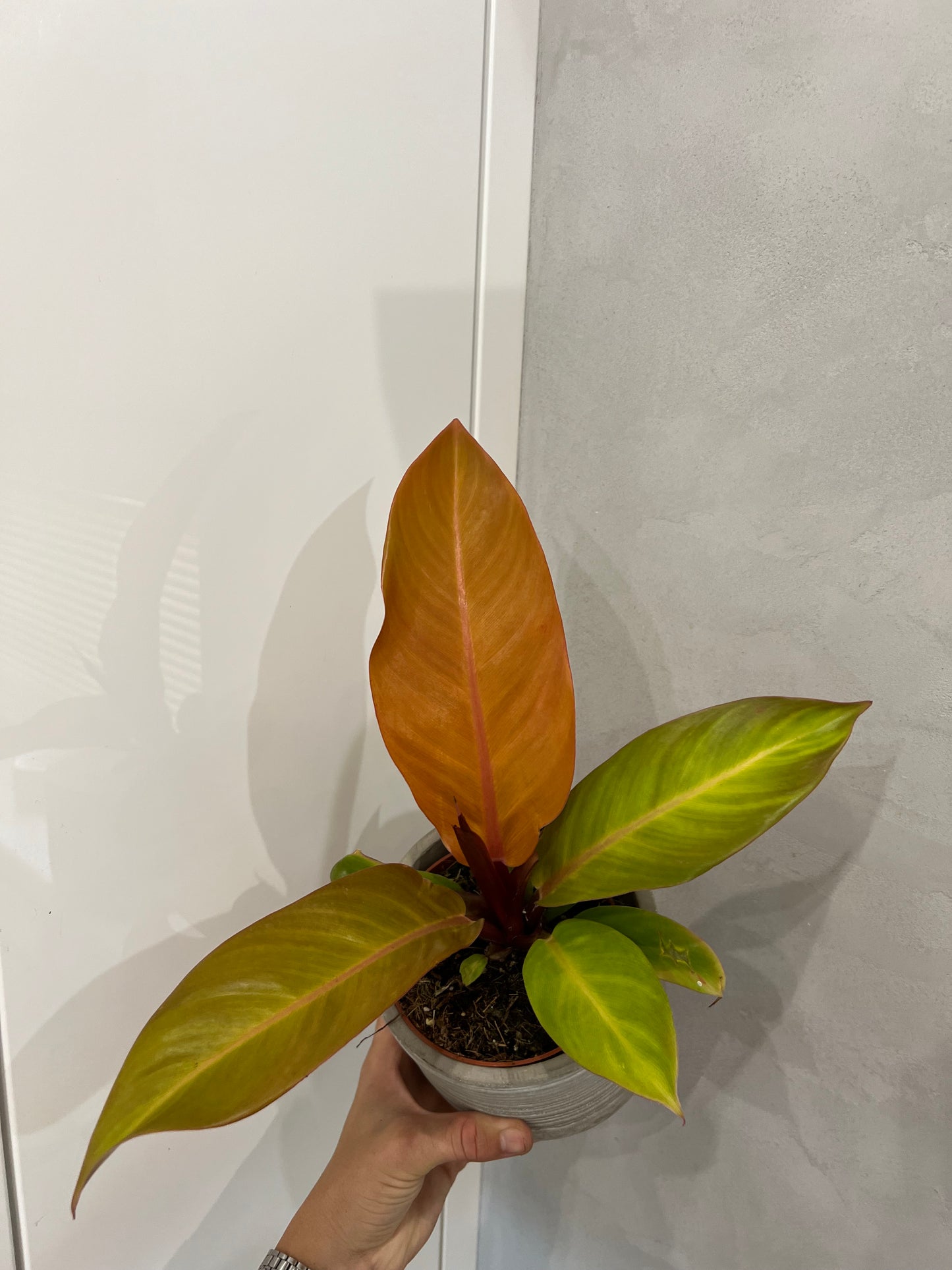 Philodendron princ of orange