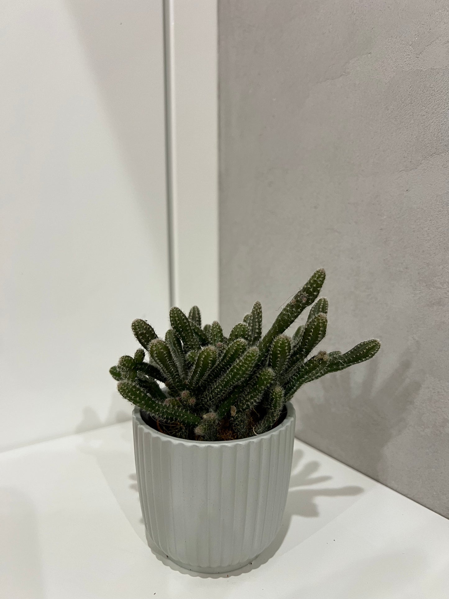 Rhipsalis baccifera horrida