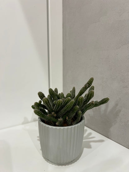 Rhipsalis baccifera horrida