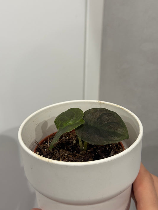 Alocasia infernalis Black Magic